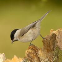 Marsh Tit