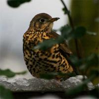 Song Thrush