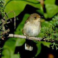 Pied Flycatcher