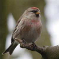 Redpoll