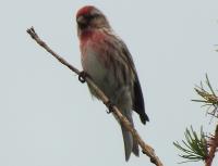 Redpoll2