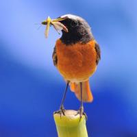 Redstart