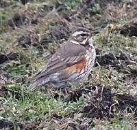 Redwing2