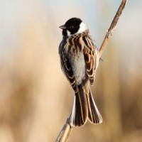 Reed Bunting