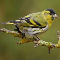 Siskin