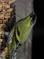 Siskin2