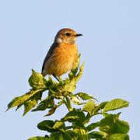 Stonechat