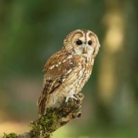 Tawny Owl