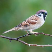 Tree Sparrow