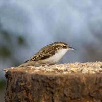 Treecreeper