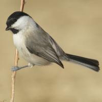 Willow Tit