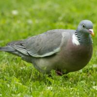 Wood Pigeon