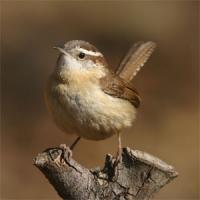 Wren