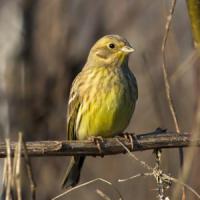 Yellowhammer