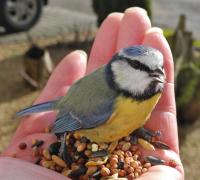 Blue Tit