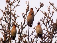 waxwing