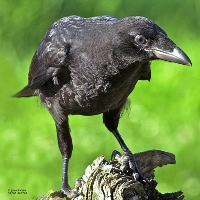 Carrion Crow