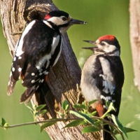 Great Spotted Woodpecker