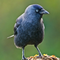 Jackdaw