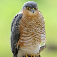 Sparrowhawk