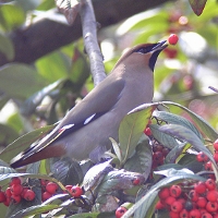 Waxwing