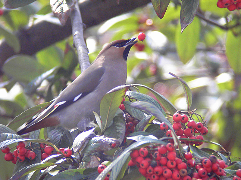 Waxwing