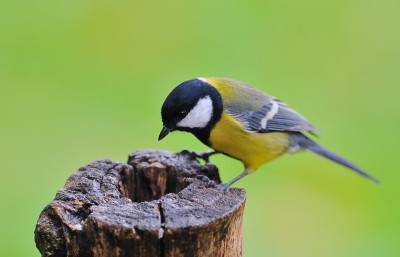 Home Made Bird Feeders