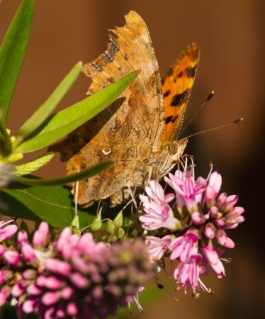 Gardening For Wildlife