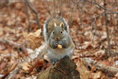 Chilli the not-so-secret weapon against squirrels