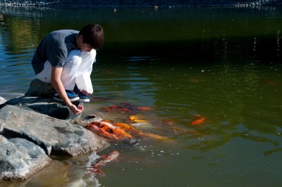 Feeding Fish