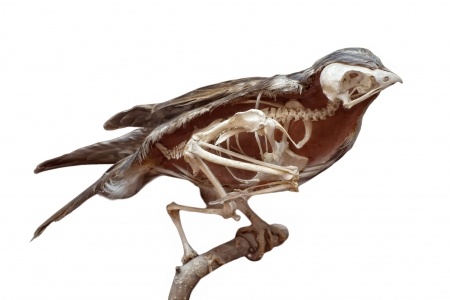 Bird Skeleton