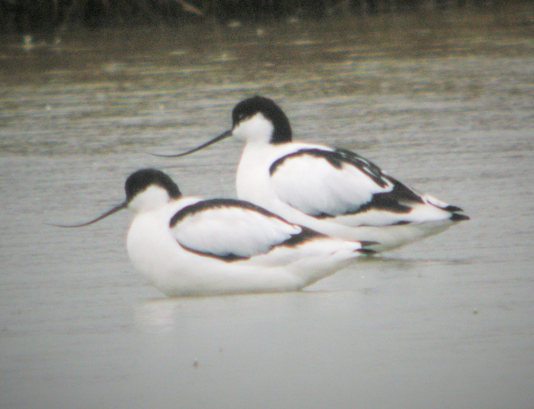 Avocets