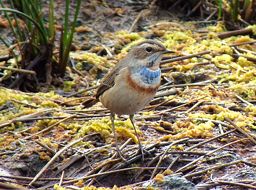 bluethroat