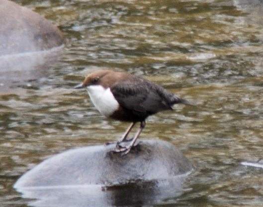 Dipper