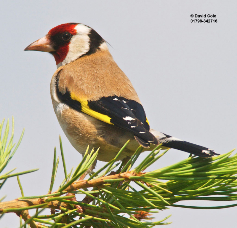 Goldfinches