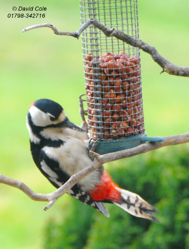 Great Spotted Woodpecker