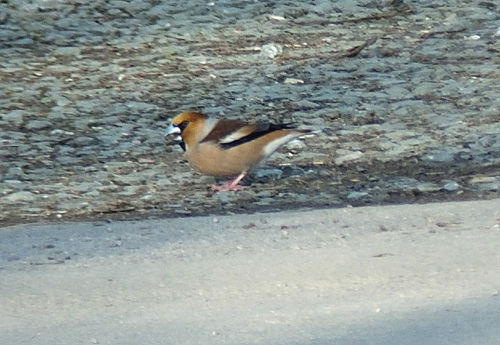 Nesting - Hawfinches