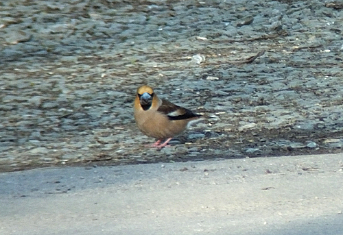 Nesting - Hawfinches