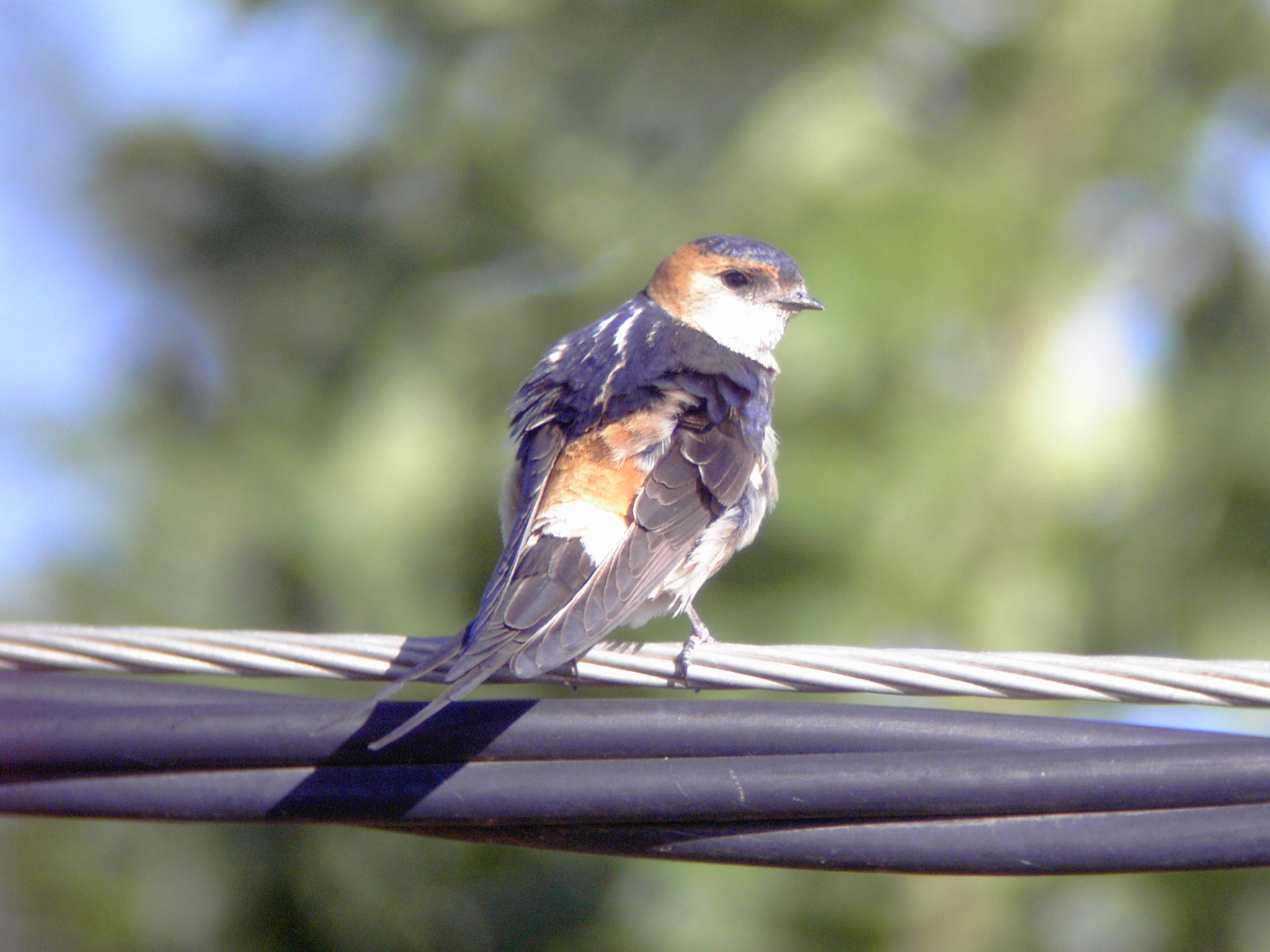 Red rumped Swallow