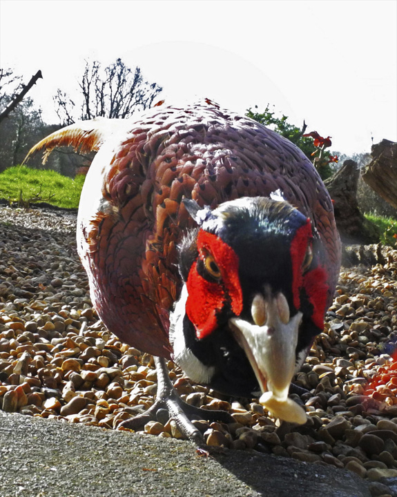 Pheasant