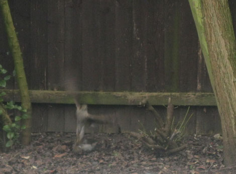 A wonderful Sighting of a Sparrow Hawk in North Leeds