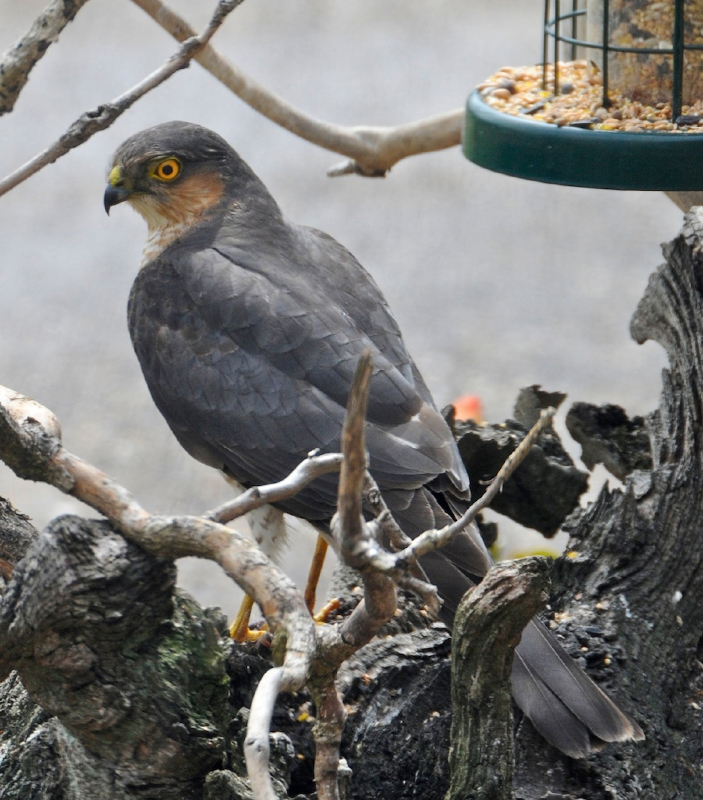 Sparrowhawk