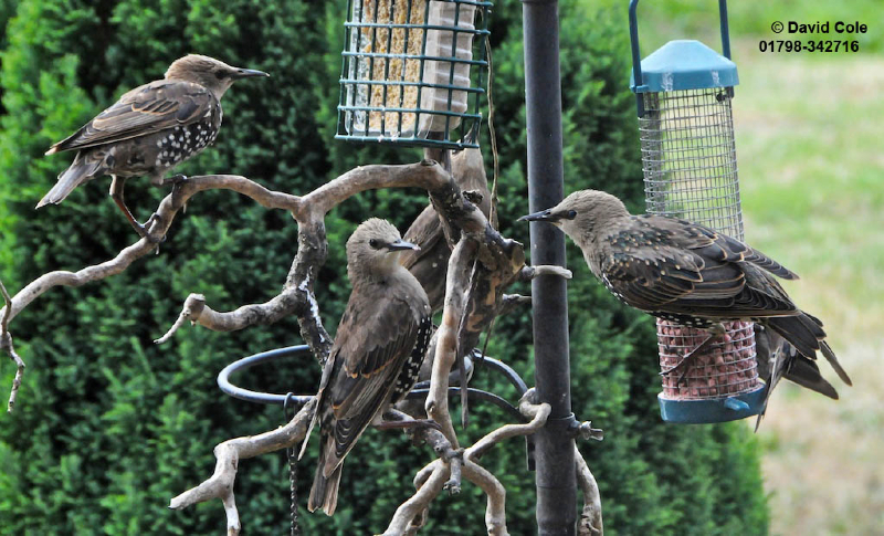 Starlings