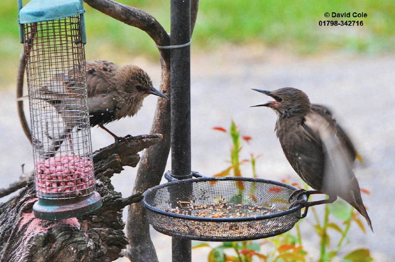 Starlings