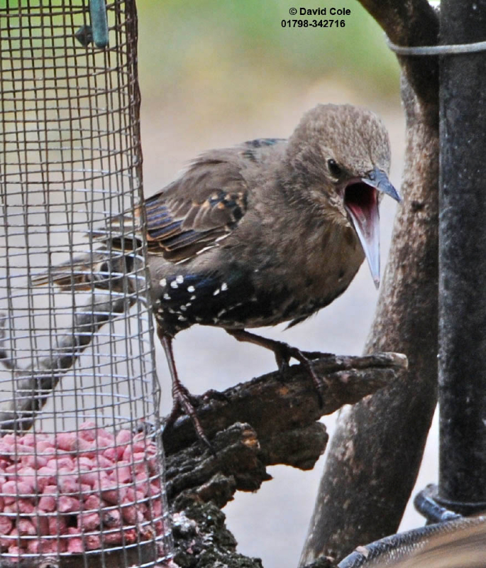 Starlings