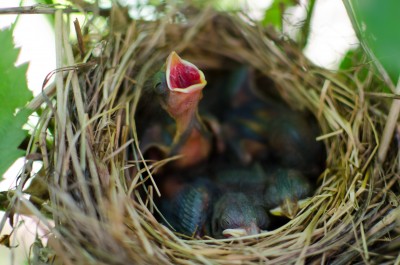 Baby Birds