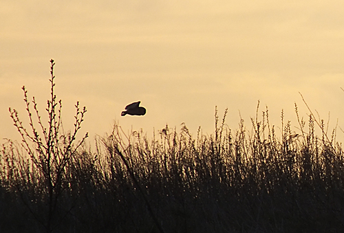 Barn Owl