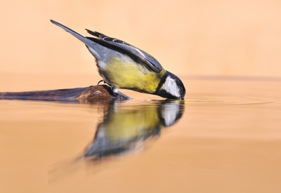 Birds And Water