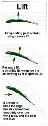 How Birds Fly