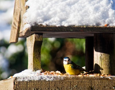 Bird Table